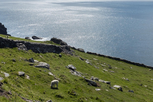 Costa sud occidentale dell'Irlanda vicino a Dingle