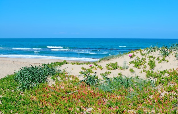 Costa verde a Platamona Sardegna