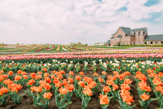 Costruzione del campo dei tulipani colorata molte file dei fiori