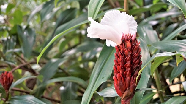 Costus speciosus noto come Canereed Cheilocostus speciosus Amomum arboreum ecc