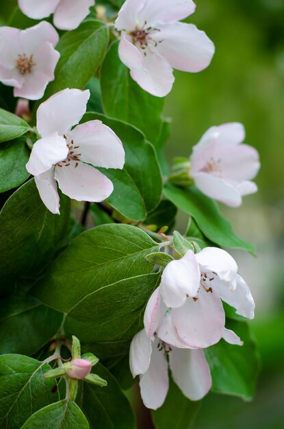 Cotogna di fioritura primaverile