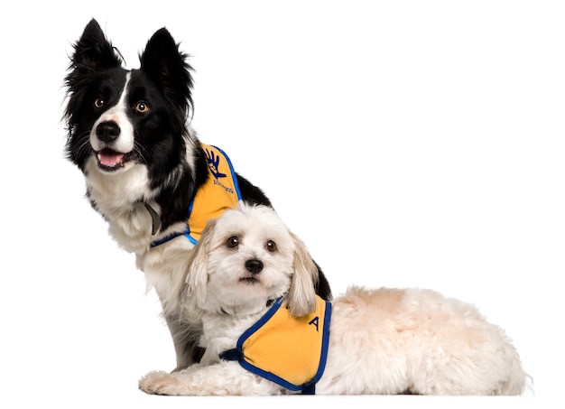 Coton de Tulear e border collie