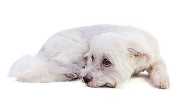 Coton de Tulear giace su uno sfondo bianco