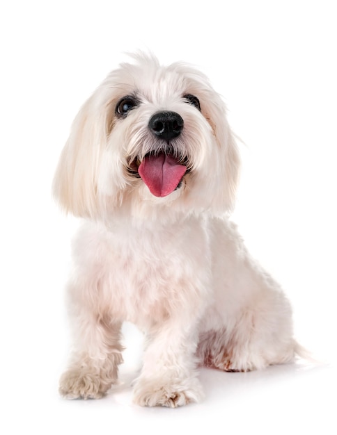 Coton de Tulear in studio