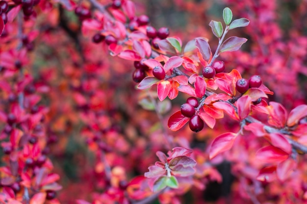 Cotoneaster horizontalis plant