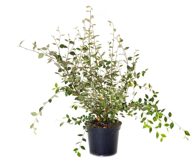 Cotoneaster in vaso