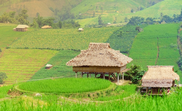 Cottage nelle risaie all&#39;asiatico, capanna di stile dell&#39;Asia