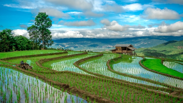 Cottage Paddy Rice Field Mountain View