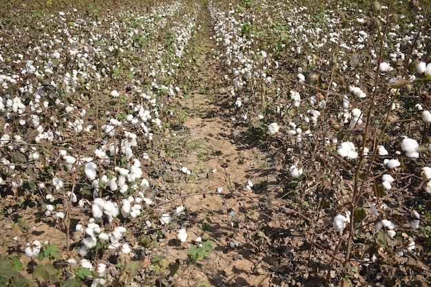 Cotton di coltura commerciale coltivato in terra secca in India