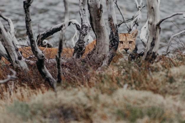 Cougar da piante e alberi