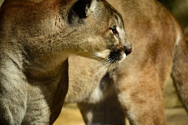 Cougar è un'astuta bestia potente e veloce