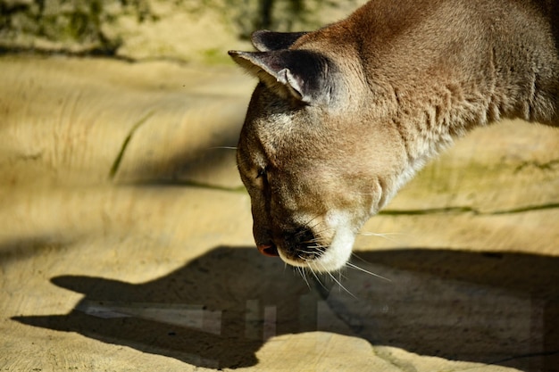 Cougar guarda la sua ombra e pensa che sia il nemico