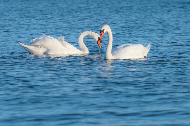 Couple of white swans swimming in the sea. This shot was taken on Baltic sea at island Rugen