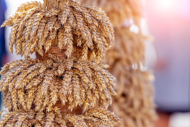 Covone di grano con spighe mature alla luce del sole