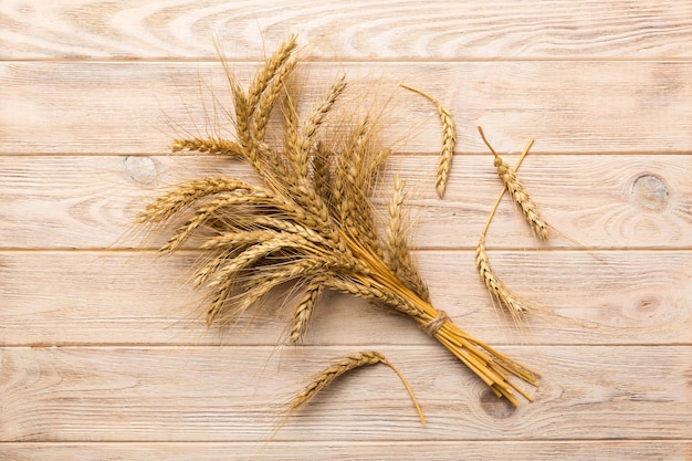 Covone di spighe di grano da vicino e semi su sfondo colorato Concetto di tempo di raccolta delle piante di cereali naturali Vista dall'alto crisi mondiale del grano piatto