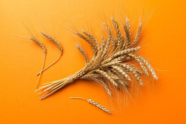Covone di spighe di grano da vicino e semi su sfondo colorato Concetto di tempo di raccolta delle piante di cereali naturali Vista dall'alto crisi mondiale del grano piatto