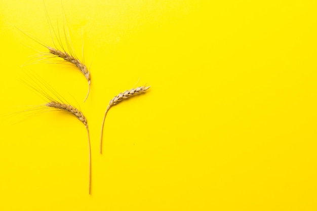 Covone di spighe di grano da vicino e semi su sfondo colorato Concetto di tempo di raccolta delle piante di cereali naturali Vista dall'alto piatto con spazio di copia Crisi mondiale del grano