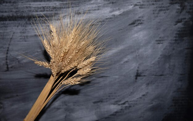 Covone di spighe di grano isolate su sfondo nero