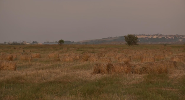 Covoni di fieno arrotolati in balle nei campi di Kuban Vista di Temryuk