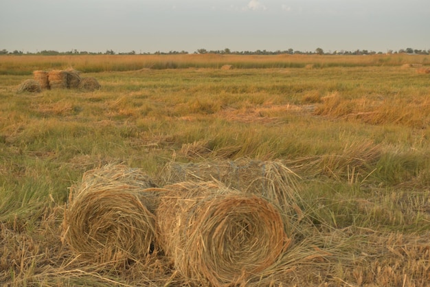 Covoni di fieno arrotolati in balle nei campi di kuban