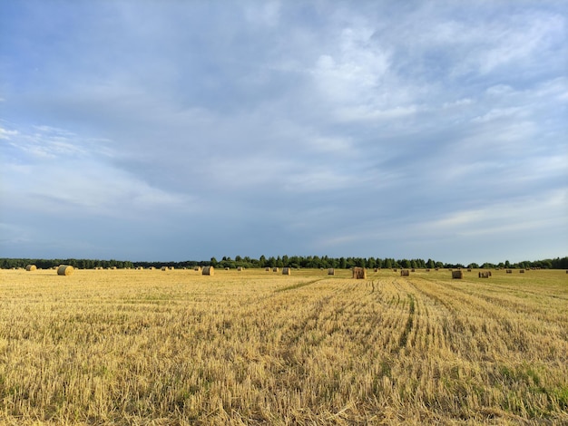 Covoni di fieno in un bellissimo campo