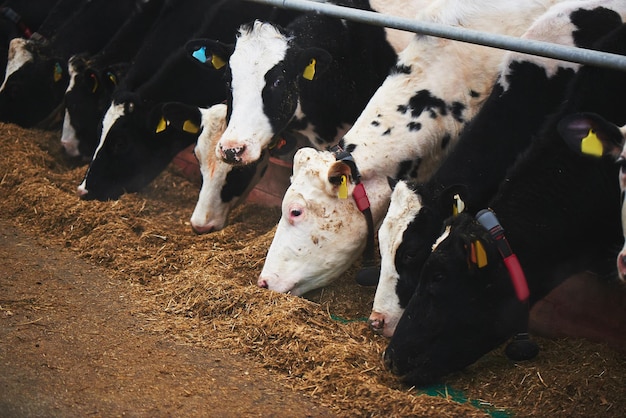 Cow Milk Industrial Automated Farm Le mucche nel paddock con etichette sulle orecchie mangiano fieno e riposano