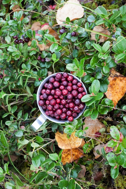 Cowberry in tazza d'acciaio in una foresta in autunno. Vista dall'alto