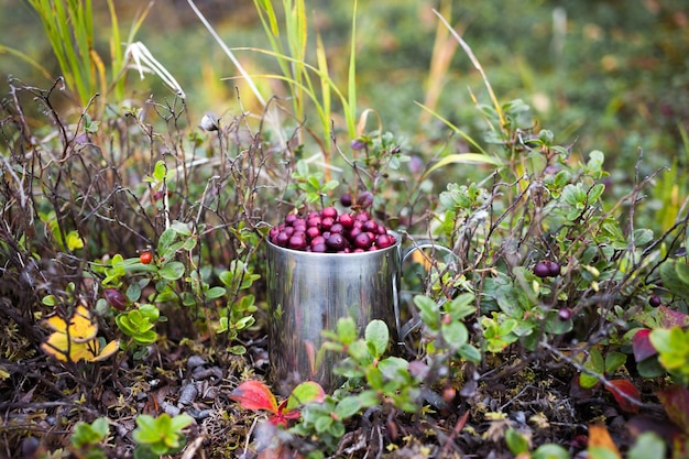 Cowberry in tazza d'acciaio in una foresta in autunno