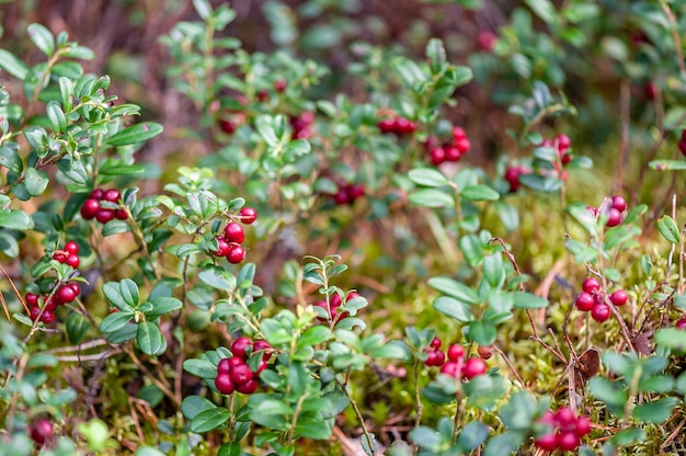 Cowberry maturo nella foresta