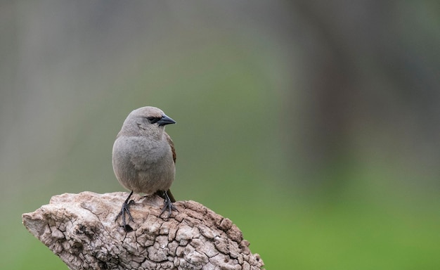 Cowbird alato alloro