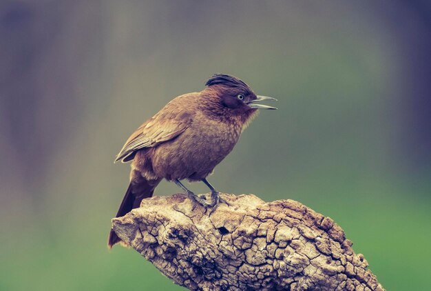 Cowbird alato alloro