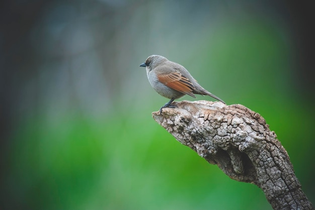 Cowbird alato alloro