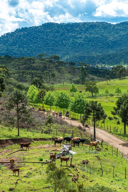 Cowboy che conduce il bestiame al pascolo Vita di campagna