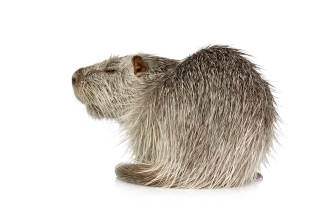 Coypu o Nutria su bianco