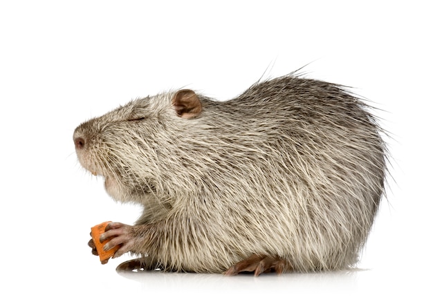 Coypu o Nutria su bianco