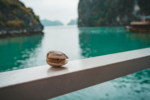 Cozza sullo sfondo di un bellissimo paesaggio nella baia di Halong in Vietnam