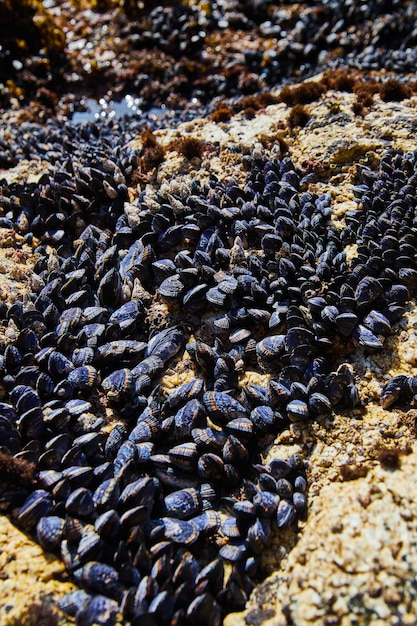 Cozze che ricoprono rocce sulla costa occidentale