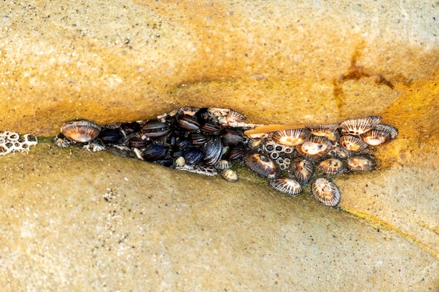 Cozze e altri molluschi attaccati alle pietre in riva al mareBalanus è un genere di cirripedi della famiglia Balanidae del subphylum Crustacea BurmeisterCirripediaBalanus