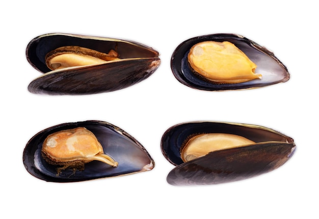 Cozze isolato su sfondo bianco