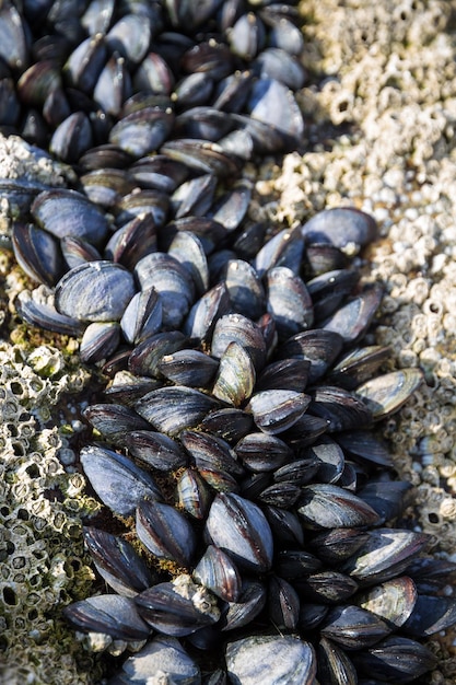 Cozze su una vista del primo piano della roccia