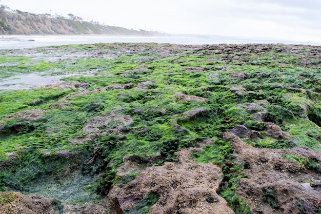 Cozze sulle rocce sulla costa dell'oceano