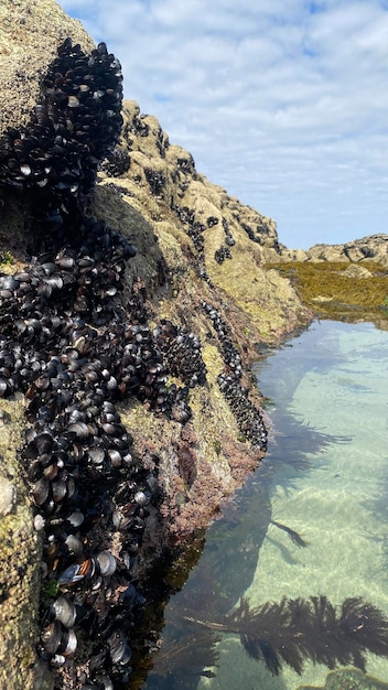 Cozze vive sugli scogli della costa della Galizia in Spagna. Cozze di La Coruna in Galizia