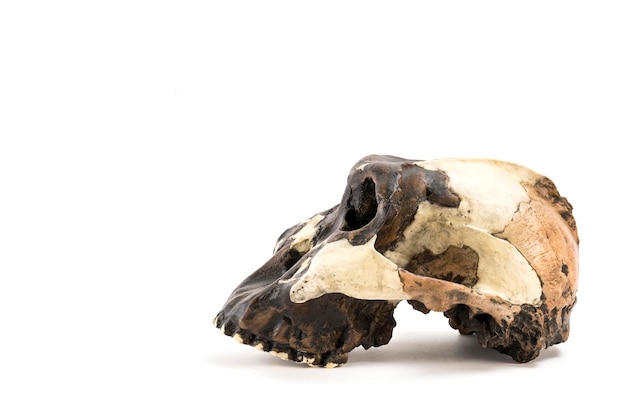 cranio dell'uomo preistorico Cranio di ominidi o australopithecus isolato su sfondo bianco scienza