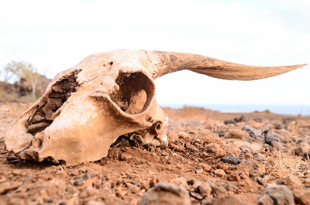 Cranio di capra secco sulla roccia Deserto Isole Canarie Spagna