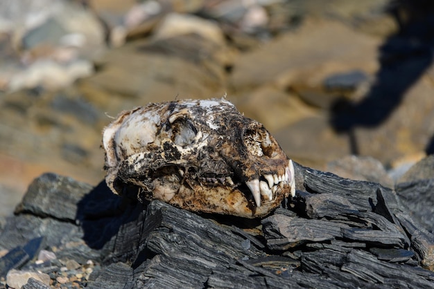 Cranio di orso polare