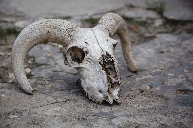Cranio di pecora su uno sfondo di pietra incrinata. Ossa di animali.