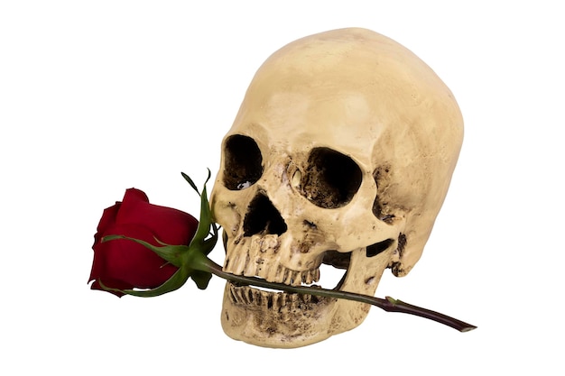 Cranio di persona con rosa rossa tra i denti