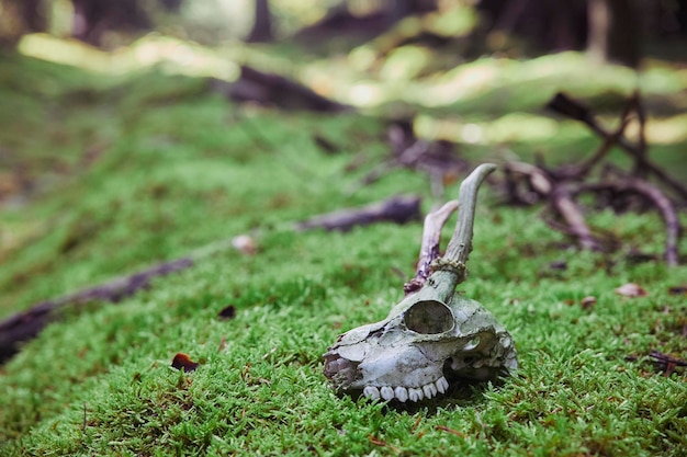 Cranio di un giovane cervo nella foresta