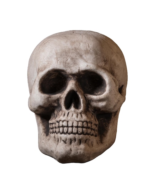 Cranio isolato su sfondo bianco