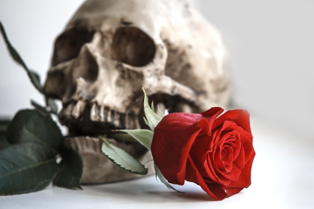 Cranio umano con una rosa rossa